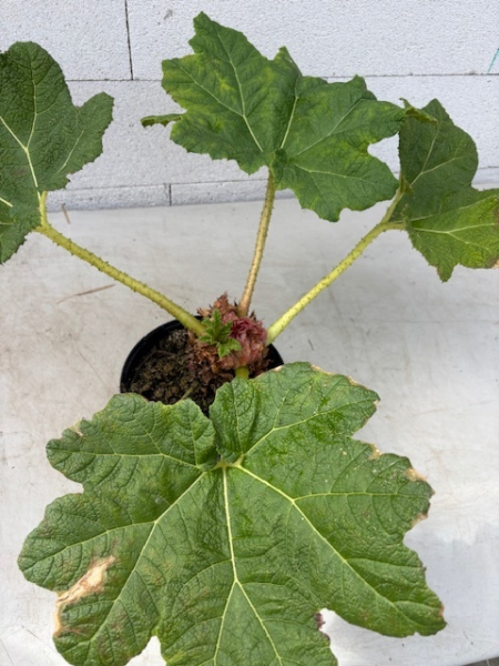 Gunnera manicata 1